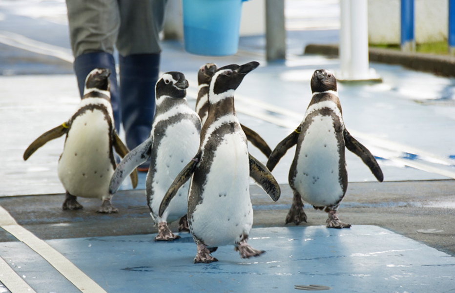 のとじま水族館