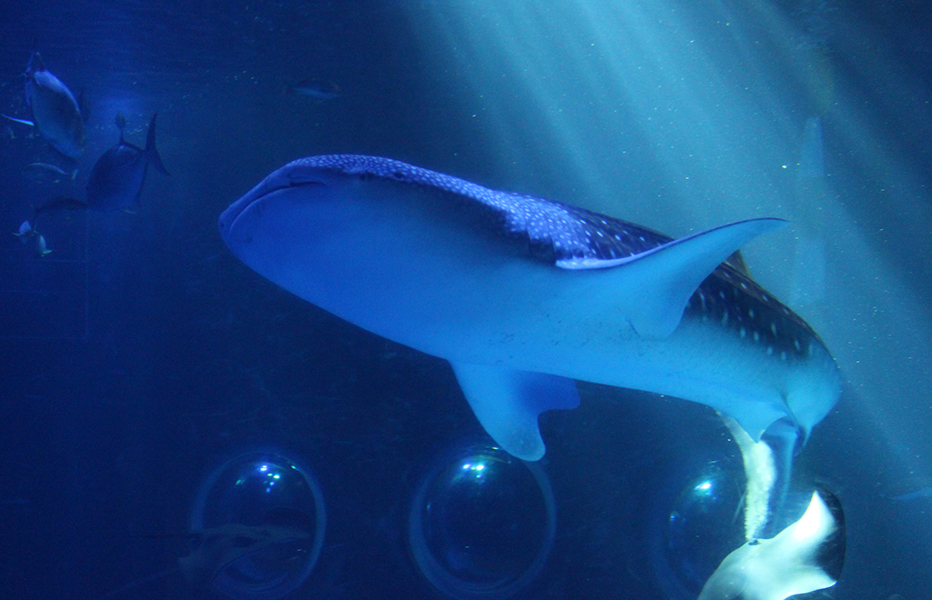のとじま水族館