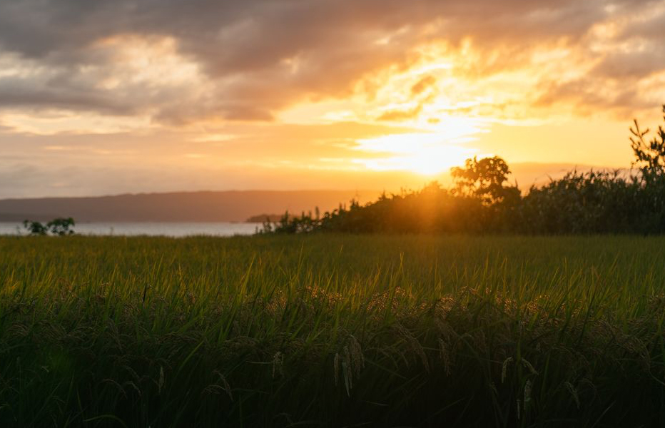 八ヶ崎町の田園風景